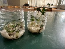 plant_growth_containers